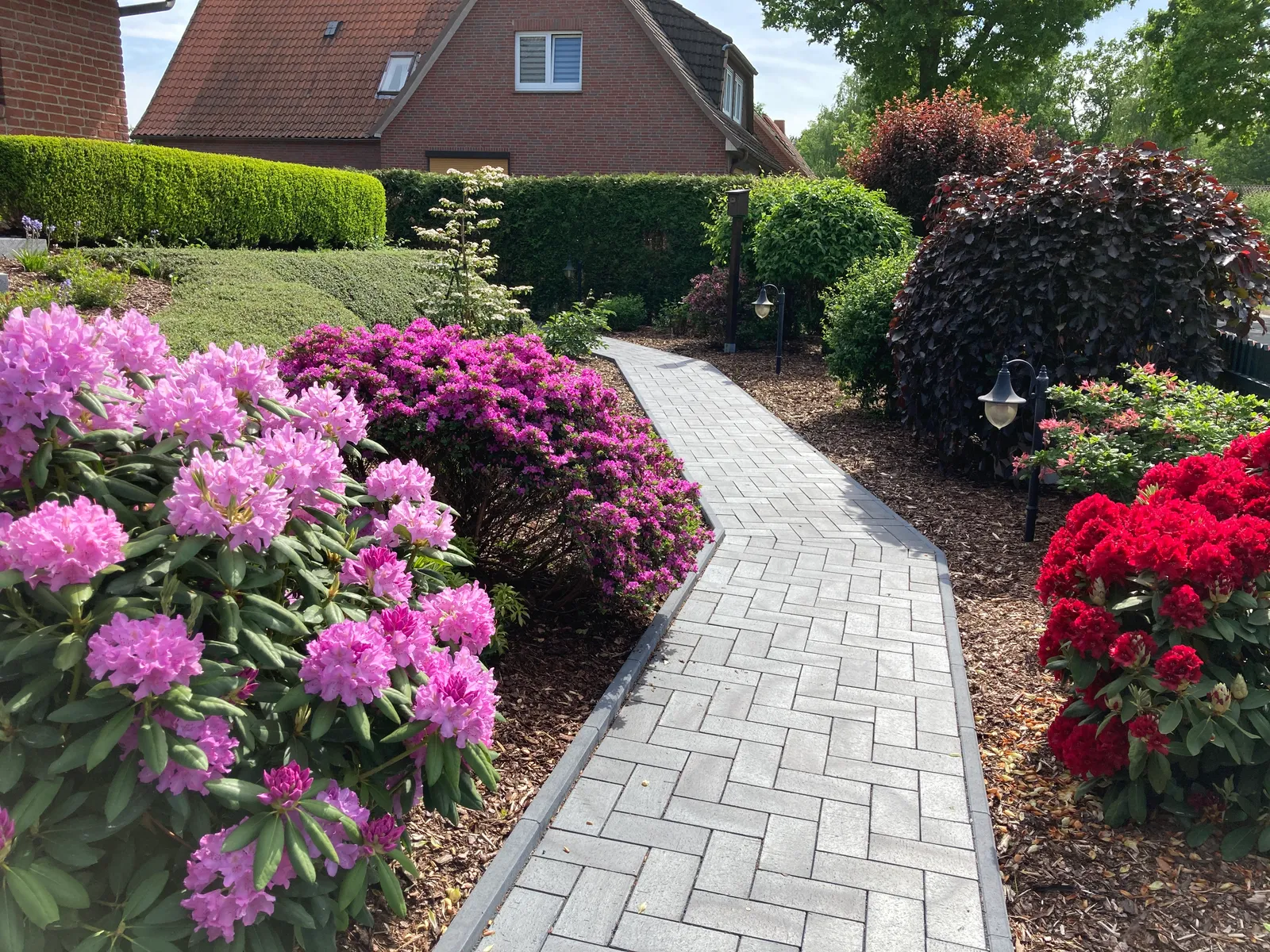 Neu gepflasterter Gartenweg mit heller Granit-Einfassung zwischen blühenden Rhododendren — ausgeführt von Pohl Gartenbau